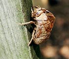 Shell of a Bug 4